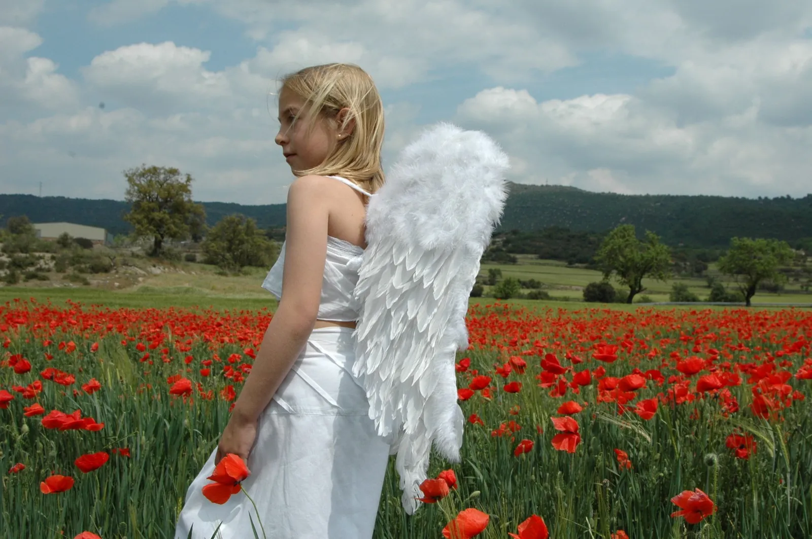 Menina vestida de anjo com asas brancas num campo de papoilas vermelhas